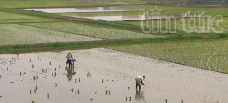 Working in the fields in early Spring
